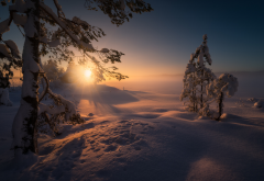 skjelstadmarka, norway, nature, landscape, winter, snow, tree, fir, house, sun, sunset, rays wallpaper