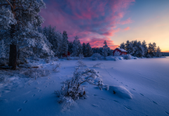 norway, nature, landscape, winter, snow, tree, fir, evening wallpaper