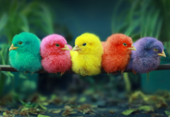birds, chicks, perch, colorful chicks, animals wallpaper