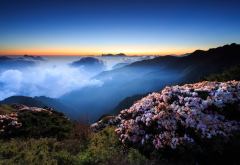 flowers, morning, mountains, fog, night, hills, clouds, sunset, evening, sky, nature wallpaper
