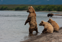 animals, bear, brown bear, lake, kamchatka, kuril lake, russia wallpaper