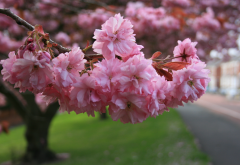 nature, spring, branch, flowers, bloom, park, sakura wallpaper