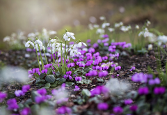 snowdrops, spring, cyclamen, nature, flowers wallpaper
