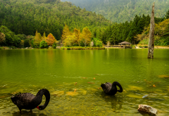 japan, nature, landscape, autumn, river, forest, birds, swan, black swan wallpaper