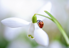 macro, nature, spring, flowers, snowdrop, ladybug wallpaper