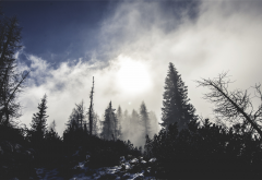 trees, forest, fog, clouds wallpaper