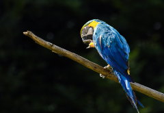 parrot, macaw, branch, bird, animals wallpaper