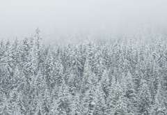 trees, snow, winter, frest, pine wallpaper