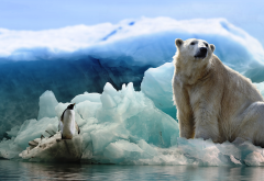 bear, polar bear, penguin, ice, arctic, antarctica, animals wallpaper
