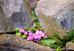 primrose, pink flowers, rocks, spring, flowers, nature wallpaper