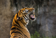 tiger, mouth, roar, bokeh, animals wallpaper