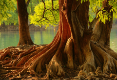 tree, roots, pond, nature wallpaper