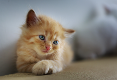 kitten, cat, red kitten, kitty, animals wallpaper