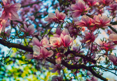 nature, spring, tree, branches, bloom, flowers, magnolia wallpaper