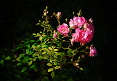 branch, leaves, flowers, roses, buds, nature wallpaper