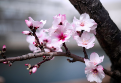 nature, spring, bloom, tree, branch, flowers, almond wallpaper
