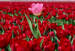 nature, spring, bloom, flowers, tulips wallpaper
