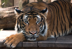 tiger, animals, wild cat, zoo wallpaper