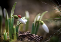 nature, macro, spring, primroses, flowers, snowdrops, ladybug, insects, animals wallpaper