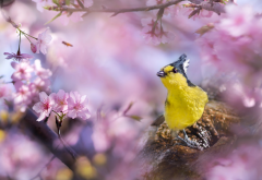 yellow tit, machlolophus holsti, spring, taiwan, bird, sakura, animals, nature wallpaper