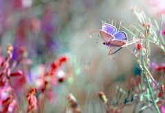 nature, grass, butterfly, macro, insects, nature wallpaper