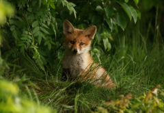 animals, fox kitten, cub, grass, fox wallpaper