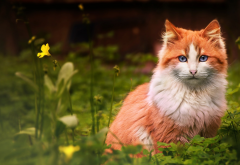 animals, cat, grass, flowers, red cat wallpaper
