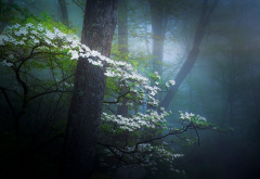 nature, spring, forest, haze, fog, trees, bloom, flowers wallpaper