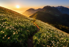 nature, landscape, mountains, meadow, grass, flowers, daffodils, path, sunset, dawn, fog wallpaper