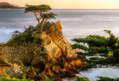 usa, california, ocean, rock, stones, tree, pines, sea, nature wallpaper