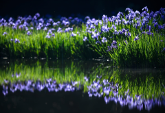 irises, spring, water, nature, reflection wallpaper