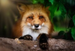fox, animals wallpaper