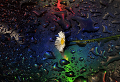 daisy, water drops,drops, flowers, nature wallpaper