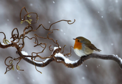 nature, winter, branch, snow, bird, robin, european robin wallpaper