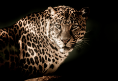 animals, predator, leopard wallpaper