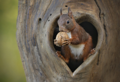 animals, rodent, squirrel, tree, hollow, walnut wallpaper