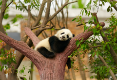animals, cub, panda, branche, dream wallpaper