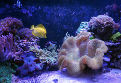 corals, fish, purple, seabed, underwater world, aquarium, animals wallpaper