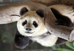 panda, animals, funny, zoo wallpaper