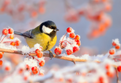 birds, tit, nature, winter, branch, berries, hoarfrost, frost, animals, snow wallpaper