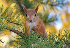 animals, rodent, squirrel, branches, pine, needles wallpaper