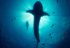 whale shark, shark, girl, photo, underwater wallpaper