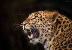 leopard, predator, animals wallpaper