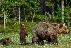 bear, family, animals, nature, brown bear wallpaper