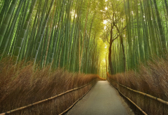 nature, trail, bamboo wallpaper