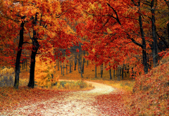 autumn, park, trees, leaf, nature wallpaper