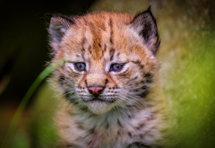 lynx, cub, wildlife, animals wallpaper