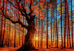 forest, tree, sun, rays of the sun, nature wallpaper