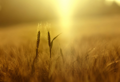 wheat, plants, nature, field, depth of field, yellow, spikelets, sunlight wallpaper
