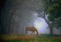 horse, animals, nature, fog wallpaper